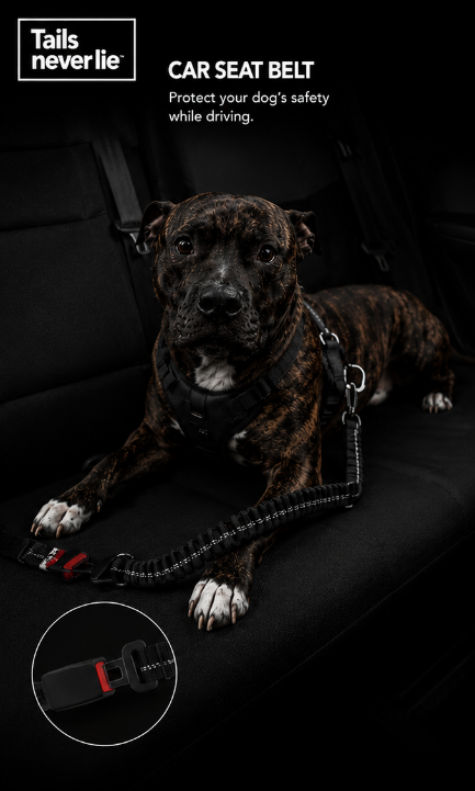 Heavy Duty Dog Leash with Elastic Bungee for Medium & Large Dogs